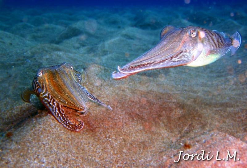 Choco ( Sepia officialis ).jpg